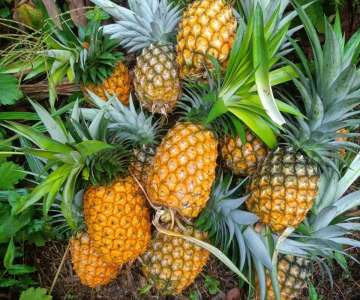 Tropical dried fruits