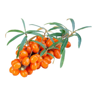 Sea Buckthorn
