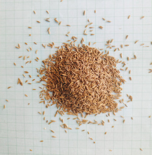 Dried Cumin
