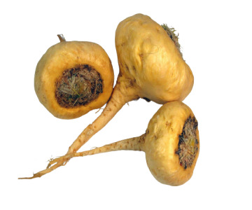 Maca Extract