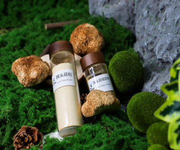 Lion’s Mane Mushroom Powder & Extract Powder (Hericium erinaceus)