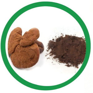 Reishi Extract (Ganoderma lucidum)