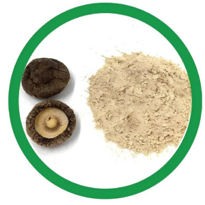 Shiitake Extract (Lentinus Edodes)
