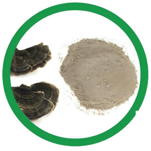 Turkey Tail Extract (Trametes versicolor)