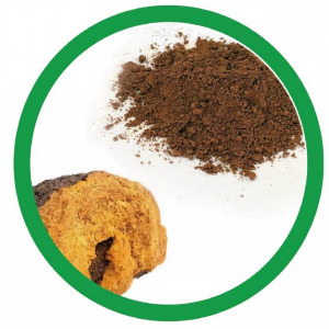 Chaga Extract (Inonotus Obliquus)