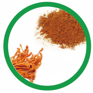 Cordyceps Extract (Cordyceps Militaris)