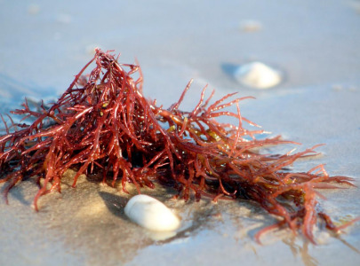 Carrageenan