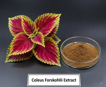 Coleus Extract