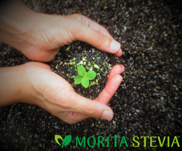 Morita Stevia
