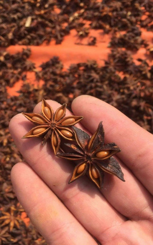 Vietnam Organic Star Anise Whole, broken star Anise, TBC star anise, star anise powder