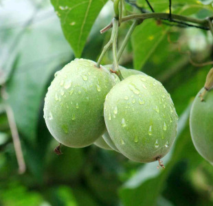 Monk fruit extract