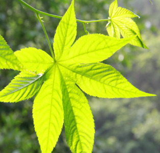 Stevia Extract