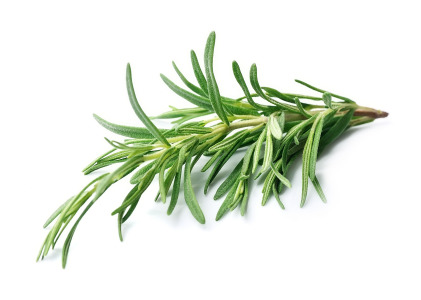 Rosemary CO2 Extract