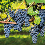 REFINED GRAPESEED OIL