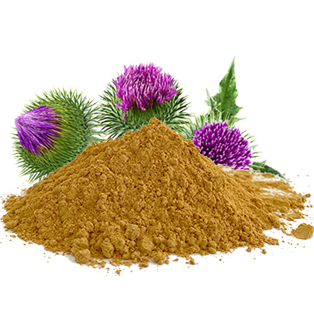 Milk Thistle Extract