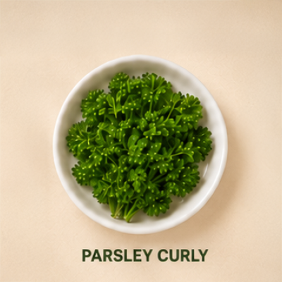 Parsley Curly