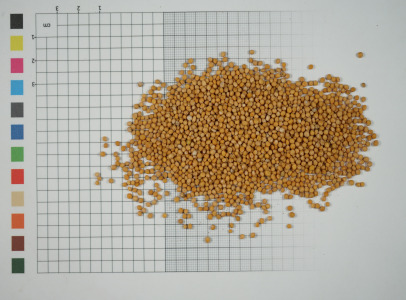 Organic Mustard