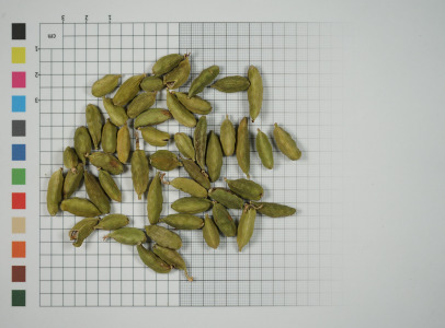 Organic Cardamom Seeds
