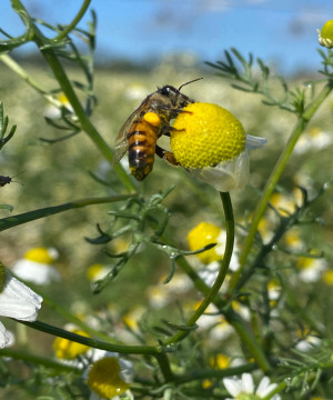 Chamomile