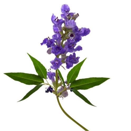 Chasteberry