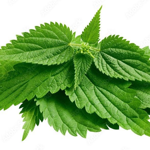 Nettle Leaf/Root