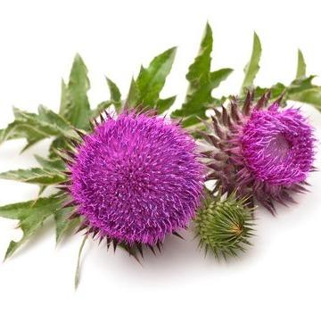 Milk Thistle