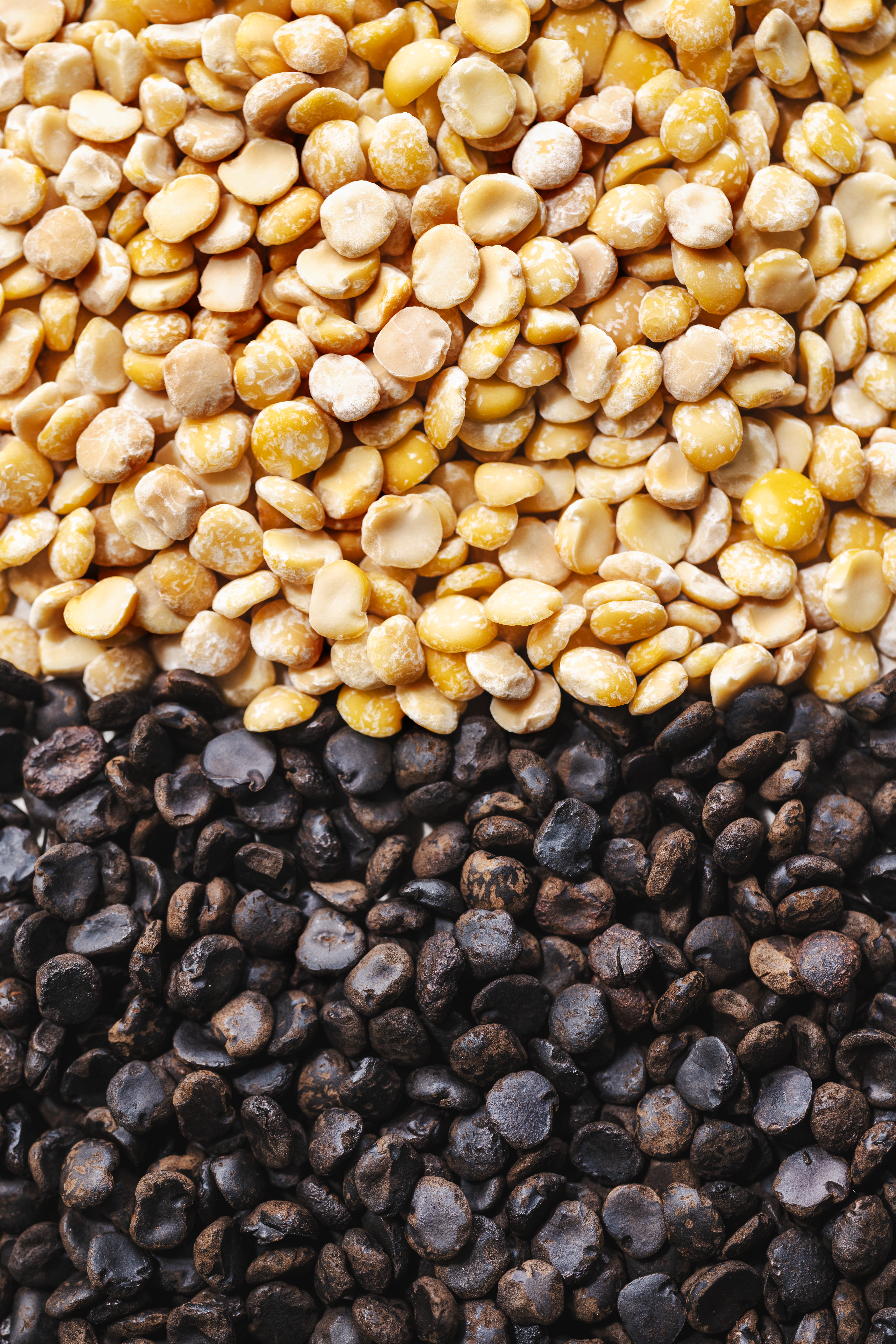 Koppie Bean - Yellow pea