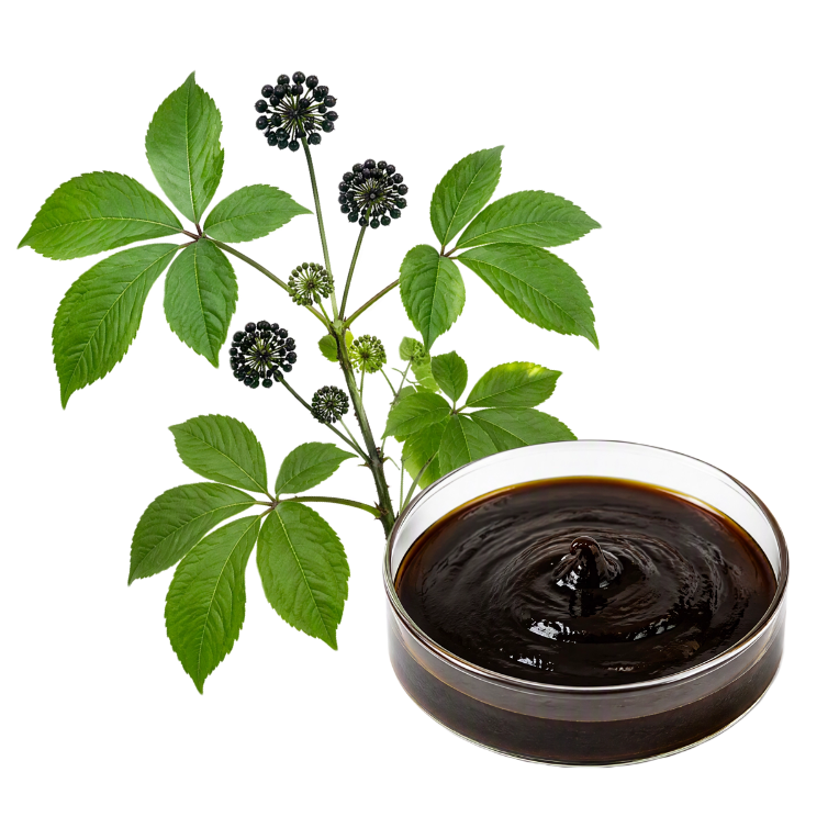 ACANTHOPANAX EXTRACT