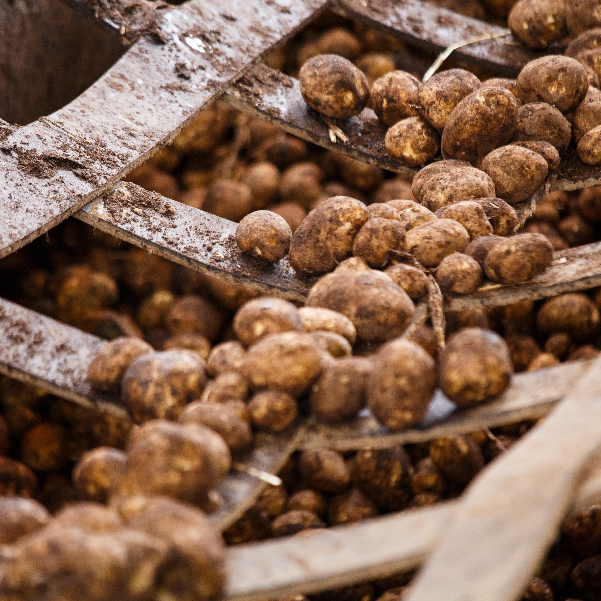 Native potato starch