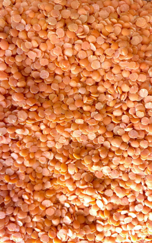 RED SPLIT LENTIL