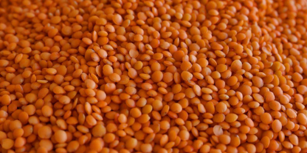 RED FOOTBALL LENTIL