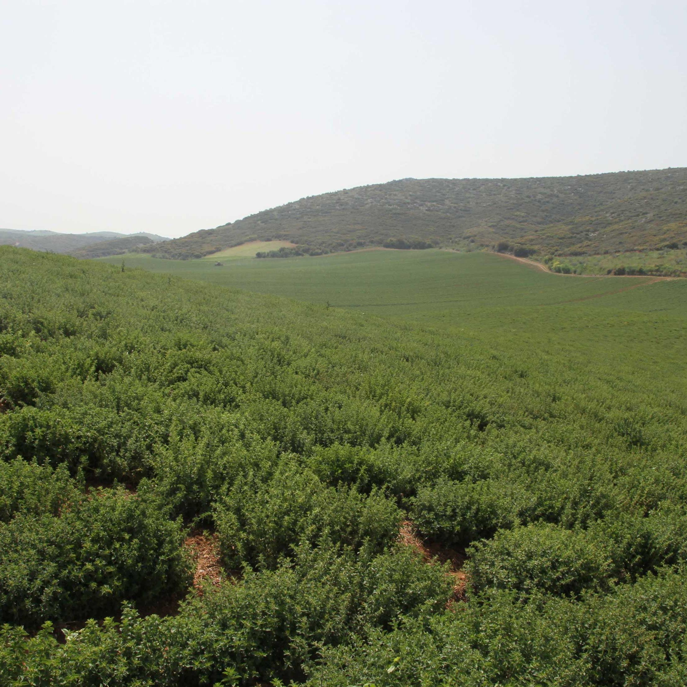 GREEK PREMIUM OREGANO