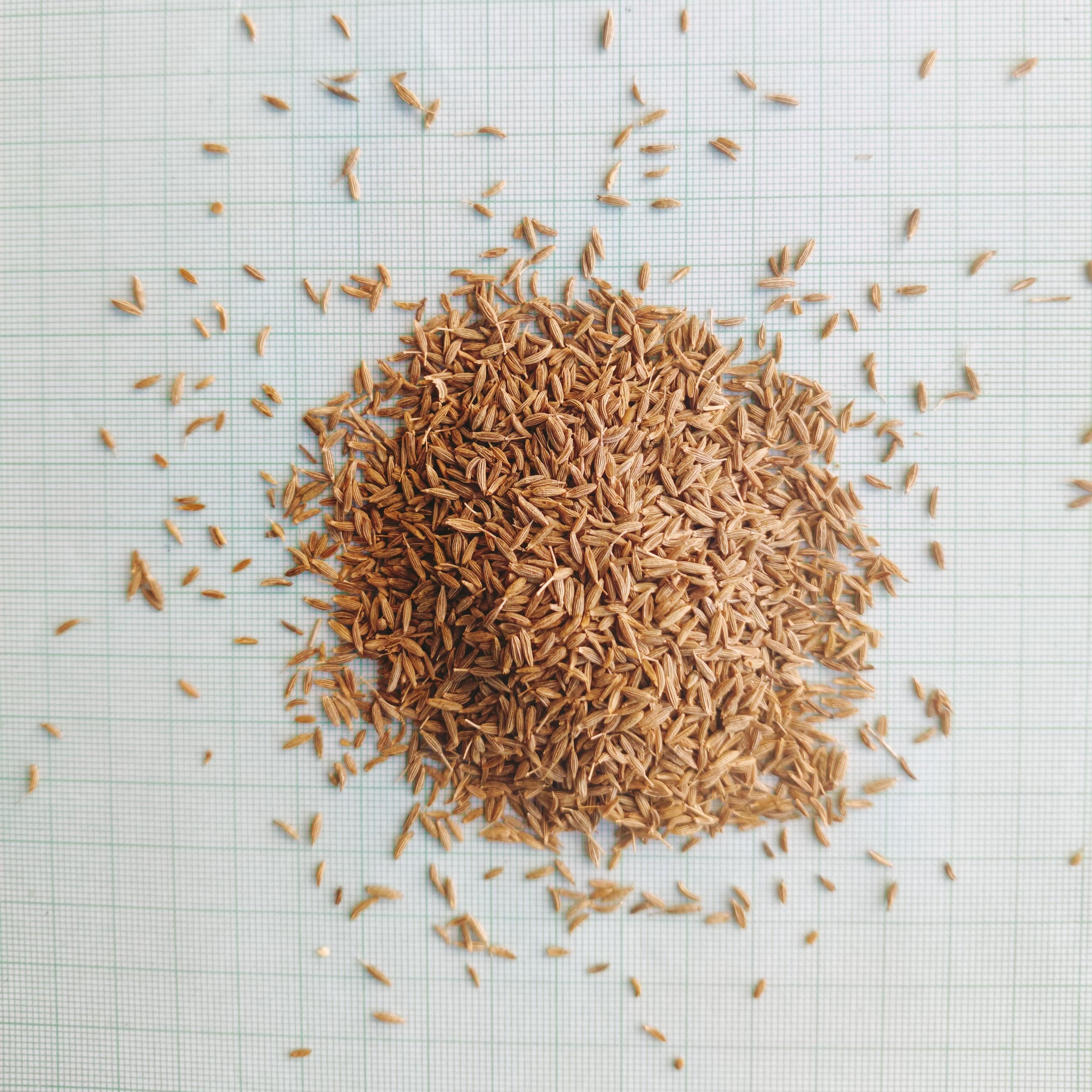 Dried Cumin (Whole and Powder)