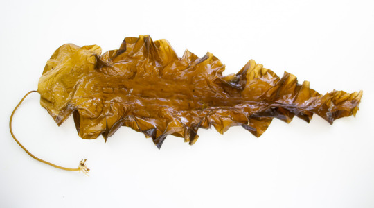 Sugar Kelp (Saccharina latissima)