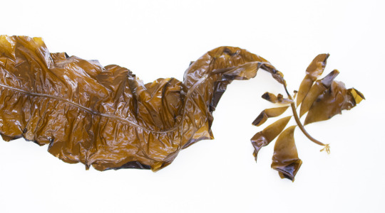 Winged Kelp (Alaria esculenta)