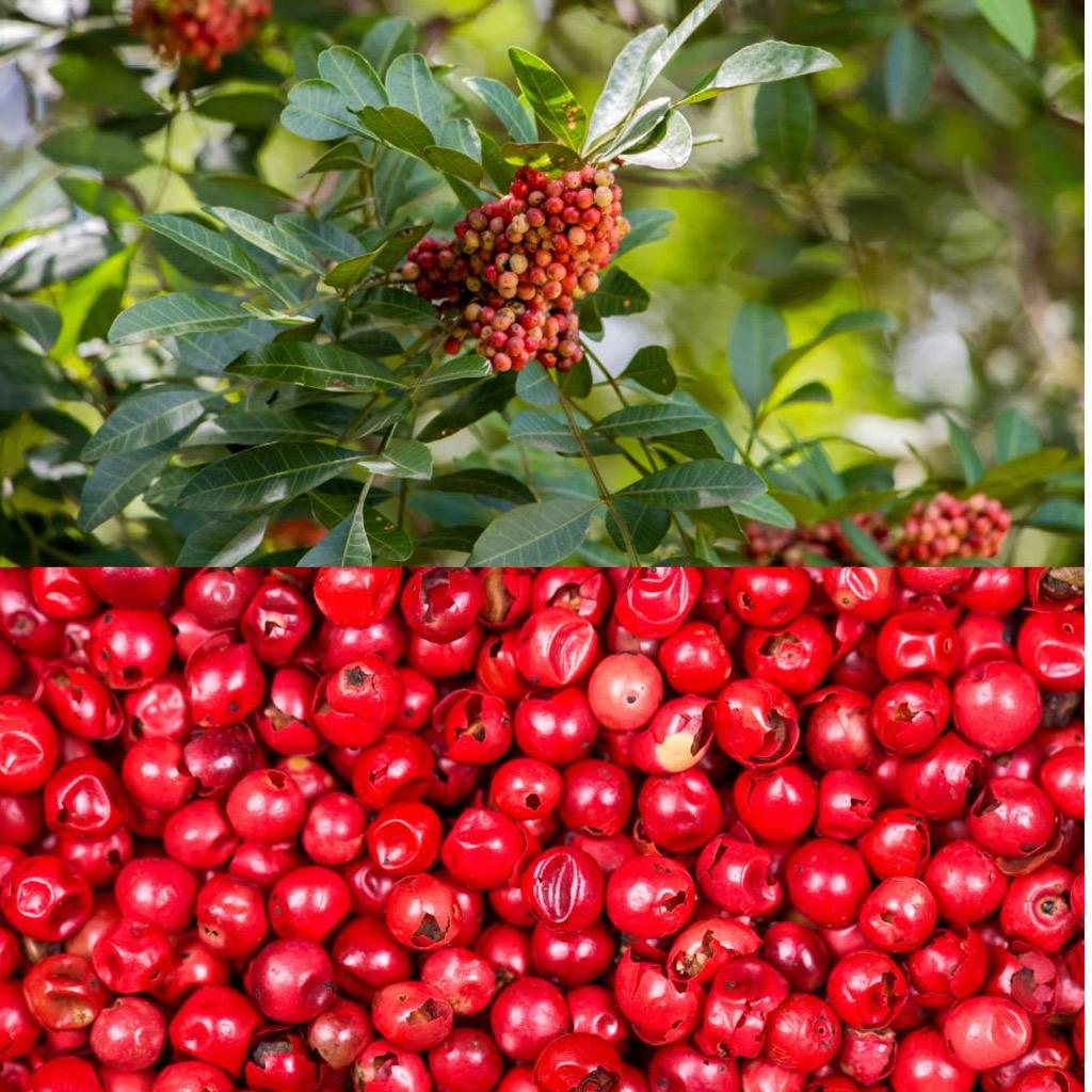 Madagascar Pink Peppercorn