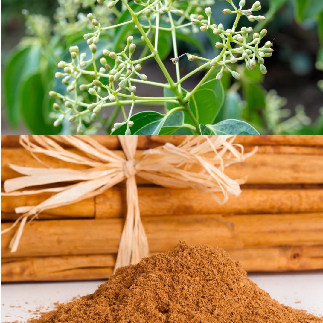 Madagascar Cinnamon