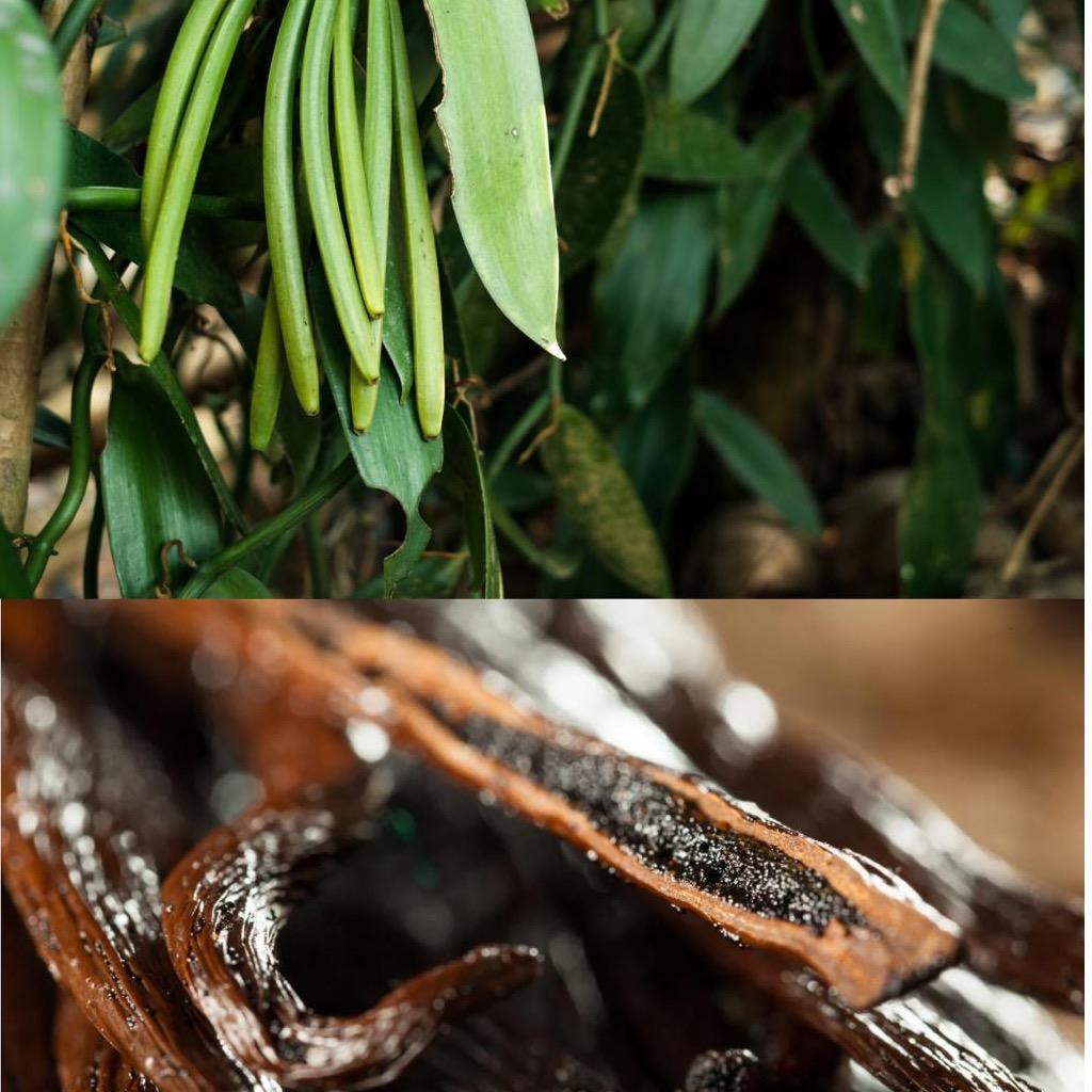 Bourbon Vanilla Beans