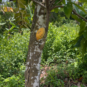 Cocoa and Cocoa Derivatives