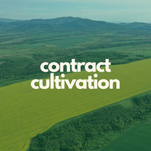 Contract Cultivation