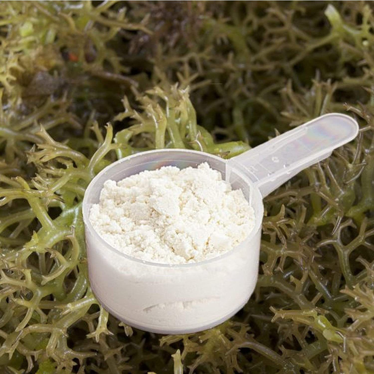 What Is Carrageenan Used For in Personal Care Products?