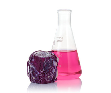 Cabbage extract/Powder