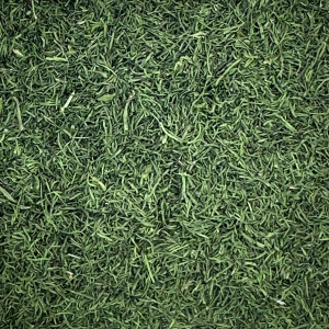 Dill