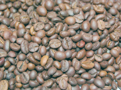 Coffee extracts