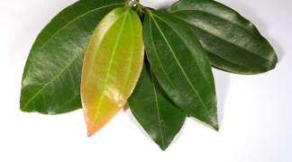 Organic Cinnamon Leaf Oil