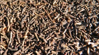 Organic Clove Stem Oil