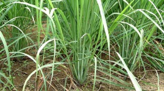 Organic Citronella Oil