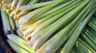 Lemongrass Hydrolates