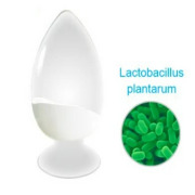 Lactobacillus plantarum 