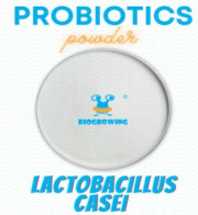 Lactobacillus casei 